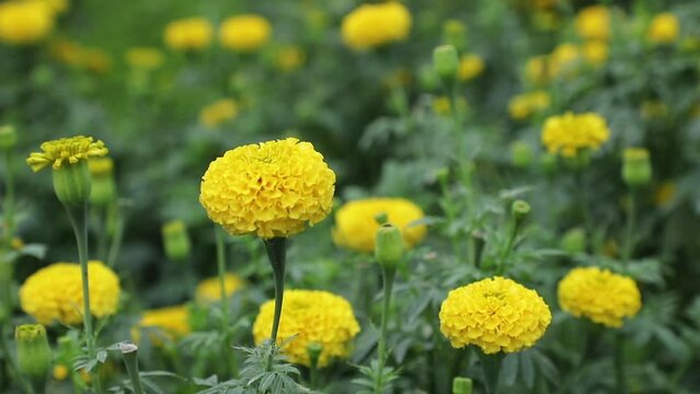 The beautiful yellow marigold flowers in the field