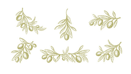 Olive set. Vector sketch Fruit, green leaf, branch