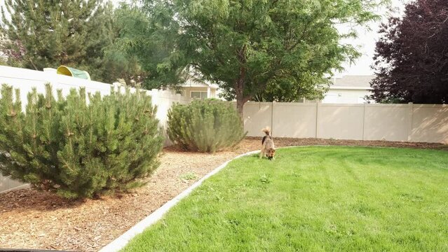 Large Mixed German Shepherd Dog playing catch in backyard of house with fence and trees in background, during sunny day.