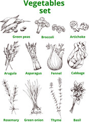 Hand drawn vector vegetables and herbs set. EPS vintage sketch.Contour silhouette on transparent background.Arugula,onion,fennel,basil,cabbage,broccoli,rosemary,asparagus, artichoke, green peas,thyme