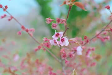 桜咲く季節