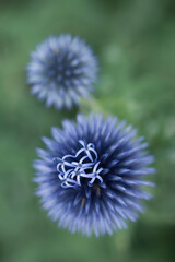 Makro Blaue Distel