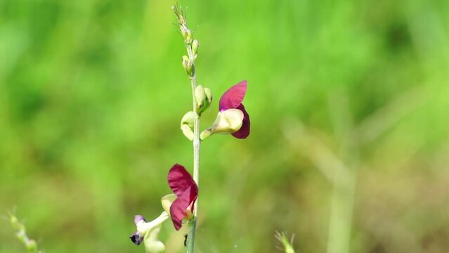 The flower of Macroptilium lathyroides (Also known phasey bean). The plant spreads readily from seed under moist conditions