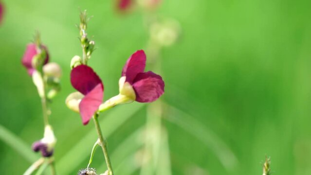 The flower of Macroptilium lathyroides (Also known phasey bean). The plant spreads readily from seed under moist conditions
