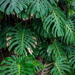 Naklejka na ściany i meble Green Tropical Leaves of Exotic Plant Growing in Wild. Tropical Rainforest Plant. Amazon Nature Background. 