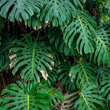 Green Tropical Leaves of Exotic Plant Growing in Wild. Tropical Rainforest Plant. Amazon Nature Background. 
