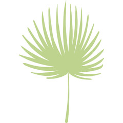 Tropical fan palm tree leaf hand drawn illustration. Flat style design, isolated vector. Exotic, rainforest plant, jungle flora, foliage, botanical element
