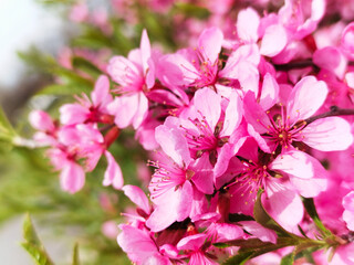 beautiful spring pink blossoming small flowers. macro view. soft blurred background. lush green foliage. selective focus. freshness and beauty in nature. gardening and landscaping concept.