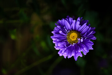 Dark purple chrysanthemum flower with yellow center against green leaves with Selective Focus on the Subject. macro. close up.