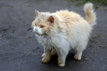 homeless dirty and sick cat. nature and mammal predators.