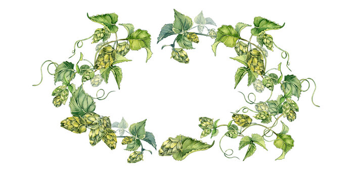 Wreath of hop vine, plant humulus watercolor illustration isolated on white background.