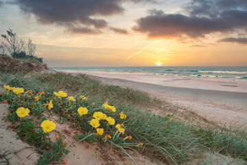 Mesmerizing panoramic view of turquoise ocean waves crashing against the pristine beach during stunning sunrise with yellow flowers in the foreground. 