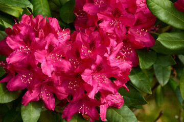 Rhododendron Blüten im Frühjahr	