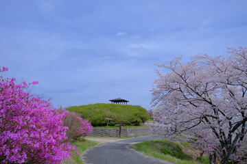 Fototapeta na wymiar 桜と青空の映える丘