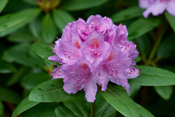Rhododendron Blüte im Regen