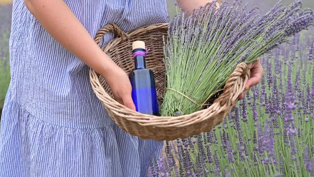 Lavender in the field. FLOWERING LAVENDER BUSHES IN A WARM SUMMER DAY. High quality 4k footage