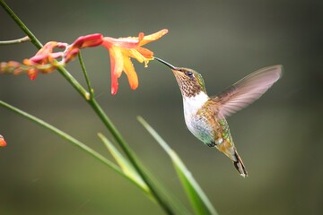 Fototapeta premium Kolibri beim Flug in Costa Rica