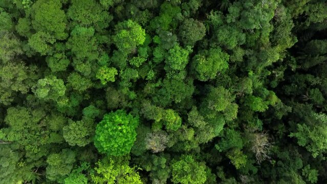 Costa Rica's lush primary jungle, one of the most biodiverse ecosystems on earth.