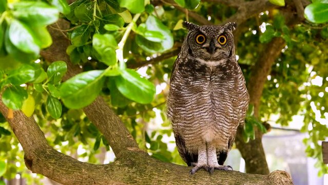 Spotted Eagle-Owl puffing up its plumage to groom it, stands on one leg