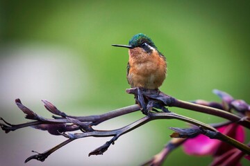 Kolibri in Costa Rica © Norbert