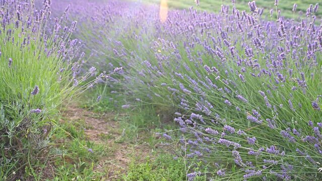 Lavender in the field. FLOWERING LAVENDER BUSHES IN A WARM SUMMER DAY. High quality 4k footage