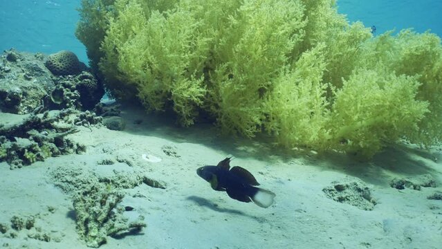 Blue White-barred Goby (Amblygobius Semicinctus, Amblygobius phalaena) swims near Soft coral Yellow Broccoli (Litophyton arboreum) on sandy seabed on sunny day, Slow motion