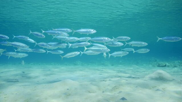 Slow motion, School of Mackerel fish swims over sandy seabed in shallow water on bright sunny day in sunrays