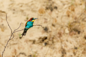 Colorful Bee Eater in the Danube Delta	
