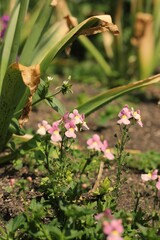 pink flower in the garden