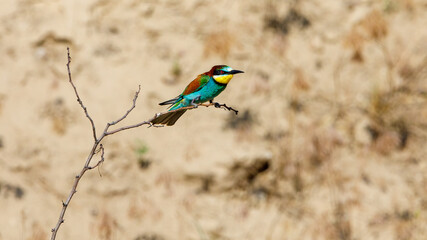 Colorful Bee Eater in the Danube Delta	
