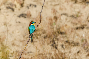 Colorful Bee Eater in the Danube Delta	
