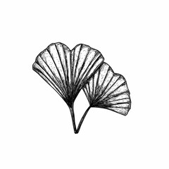 Hand drawn leaves various plants .Graphic botanical illustration style natural sciences and illustrations. ginkgo