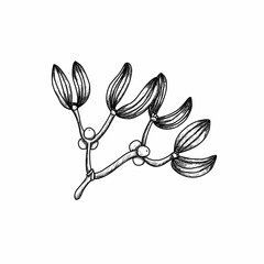 Hand drawn leaves various plants .Graphic botanical illustration style natural sciences and illustrations. Mistletoe