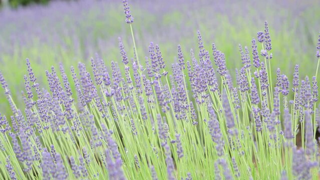 Lavender in the field. FLOWERING LAVENDER BUSHES IN A WARM SUMMER DAY. High quality 4k footage