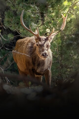 Portrait of an Alpine male stag (Red deer - Cervus elaphus) in a  pine forest illuminated by a ray of the sun at dawn. Italian Alps. March