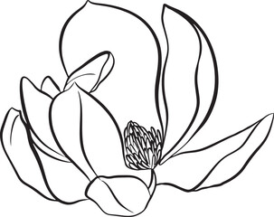 Magnolia Flowers. Black and white line illustration of magnolia flowers on white background. Botanical vector sketch line floral art. beautiful monochrome, twig blossoming magnolia tree © Elena