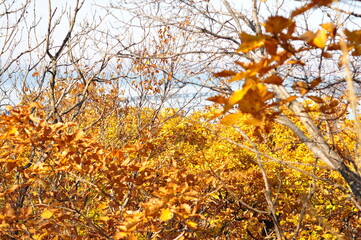 Golden autumn in the forest. View from hill.
