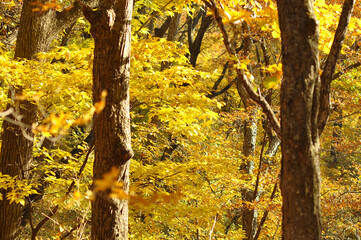 Autumn nature landscape. Trees with yellow leaves in a sunny day