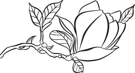 Magnolia Flowers. Black and white line illustration of magnolia flowers on white background. Botanical vector sketch line floral art. beautiful monochrome, twig blossoming magnolia tree © Elena