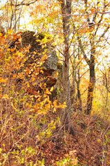 Trees with yellow leaves in autumn forest