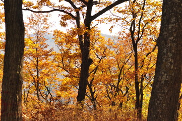 Golden autumn in the forest. View from hill.