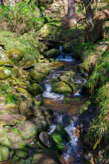 Obraz premium waterfall in the forest