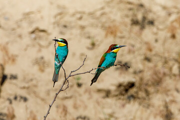 Colorful Bee Eater in the Danube Delta	
