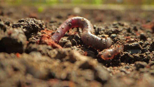 The worm crawls on the dug up earth