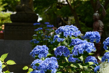 Hydrangea