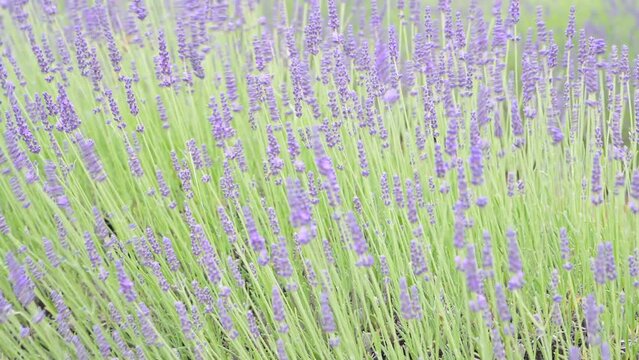 Lavender in the field. FLOWERING LAVENDER BUSHES IN A WARM SUMMER DAY. High quality 4k footage