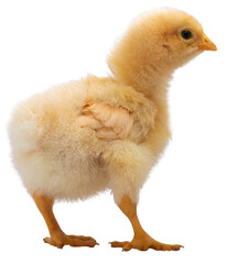 Tiny light yellow orpington  chick on a transluscent background