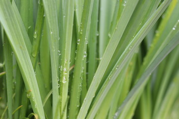 Fototapeta premium Gouttes d'eau sur les plantes. Jardin après la pluie