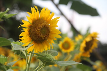 Sunflower is an annual plant of the popular kenikir-kenikir tribe, both as an ornamental plant and as an oil-producing plant.
