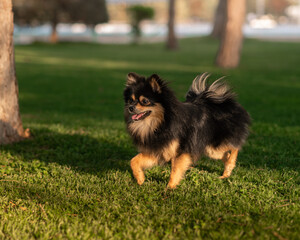 Cute little black with red German Spitz walks with its front paw raised in the rays of the setting sun. Smiling dog runs in park. Photo of a pet in the city park in evening. 